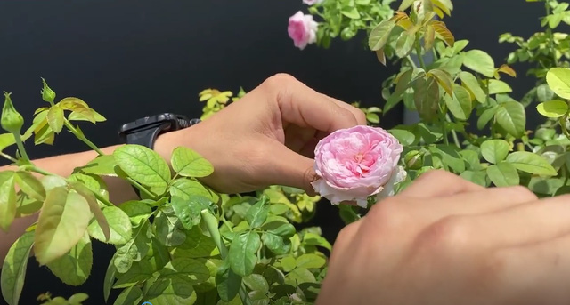 Nhà Phan Hiển - Khánh Thi có vườn cây tiền tỷ, nhiều cây đột biến “đếm lá tính tiền”