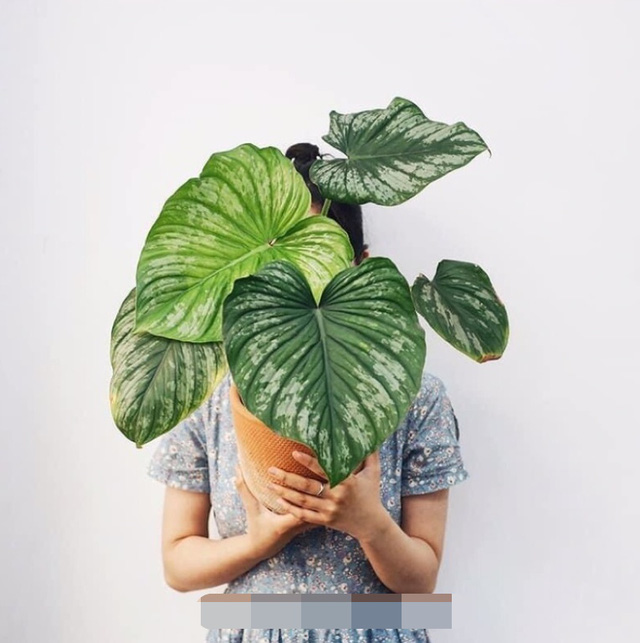 Nhà Phan Hiển - Khánh Thi có vườn cây tiền tỷ, nhiều cây đột biến “đếm lá tính tiền”