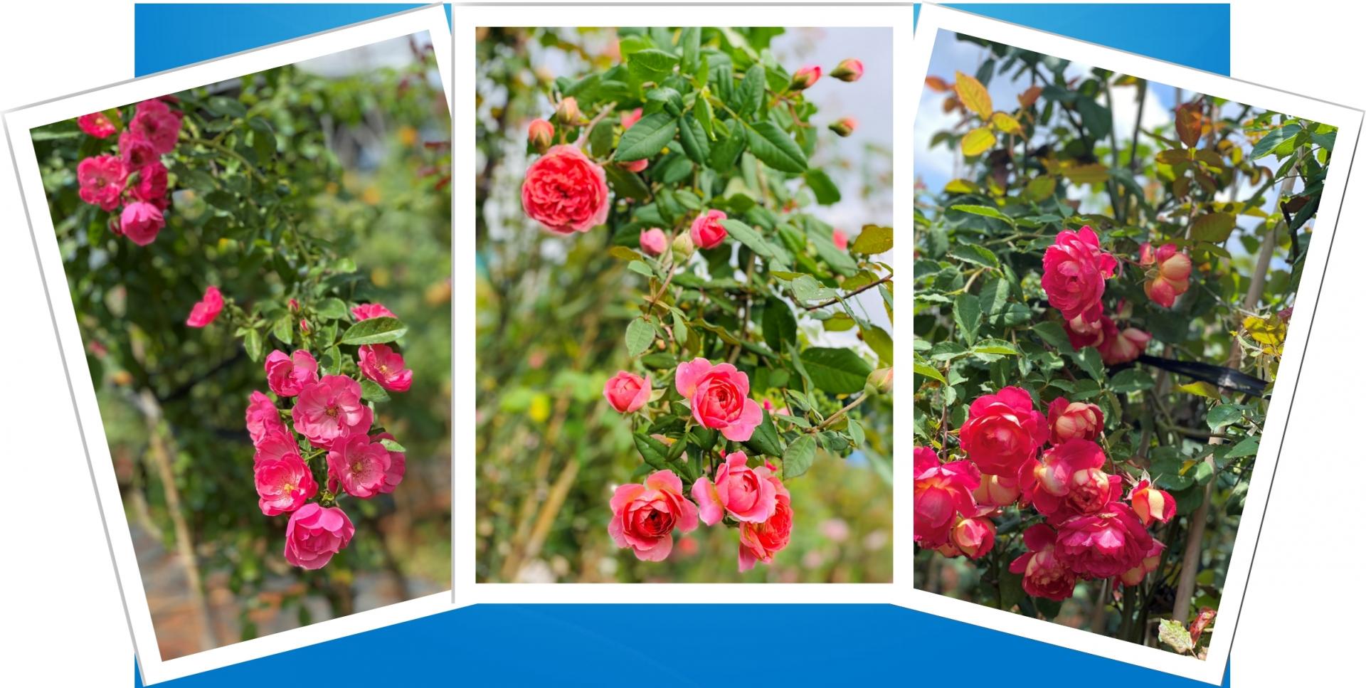 Trang trại hoa hồng rộng 18.000m2, đẹp mê mẩn của chàng trai phố núi